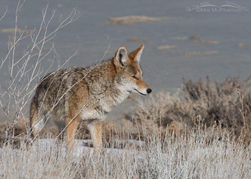 Coyote keeping an eye on its mate, Antelope Island State Park, Davis County, Utah