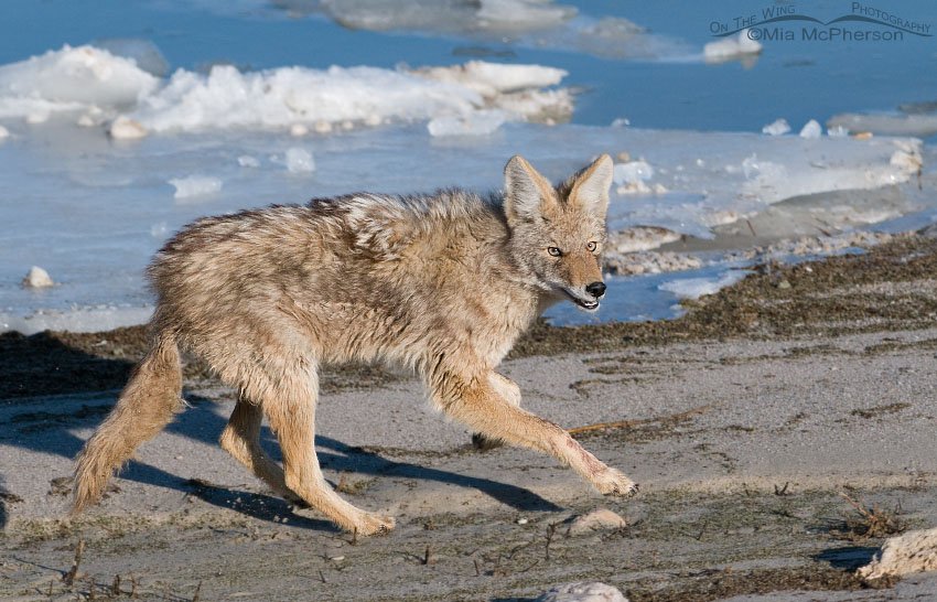 Coyote braking to turn around, Antelope Island State Park, Davis County, Utah