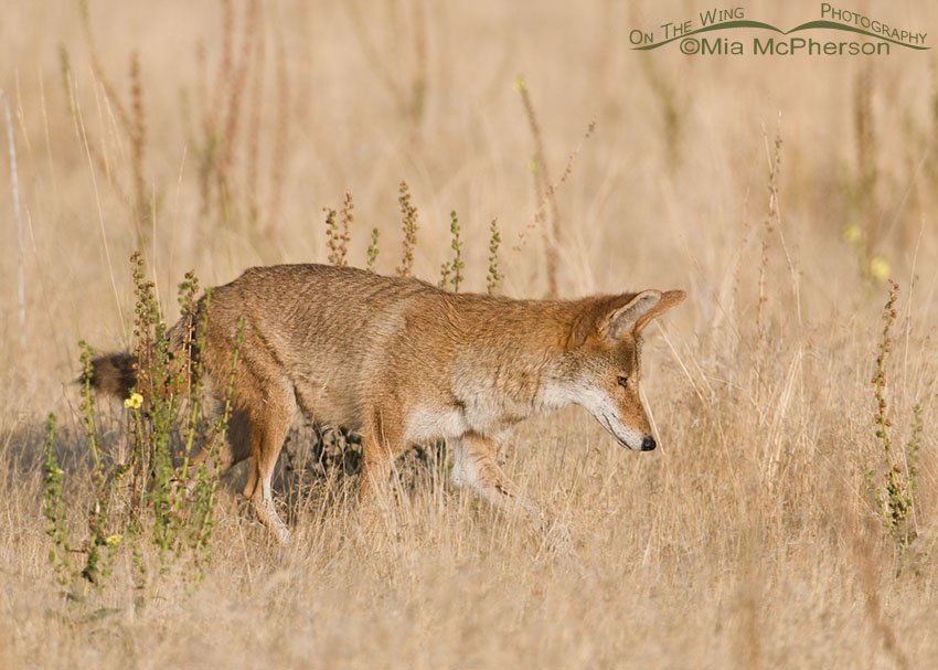 Coyote in its summer coat, Antelope Island State Park, Davis County, Utah