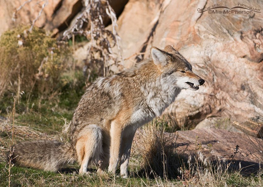 Coyote taking a whiz, Antelope Island State Park, Davis County, Utah