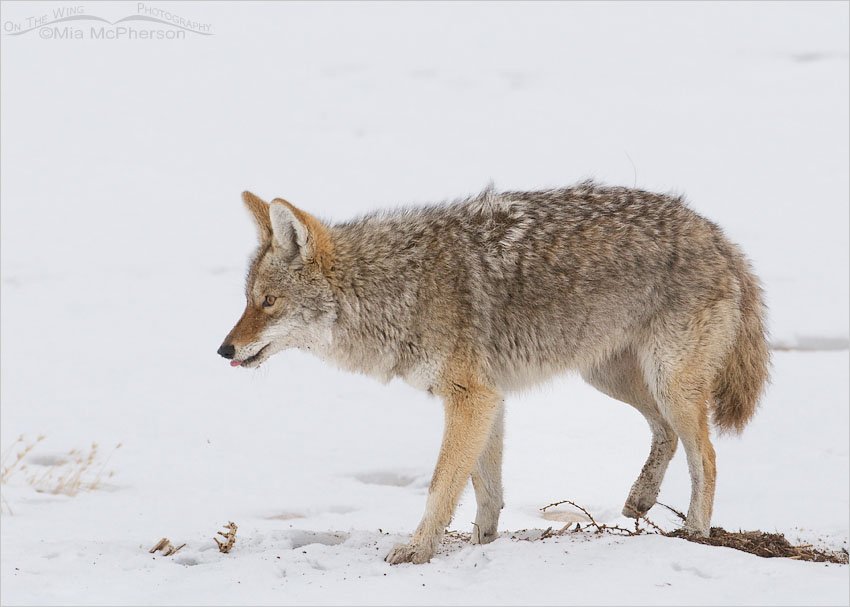 Coyote sticking out its tongue, Antelope Island State Park, Davis County, Utah