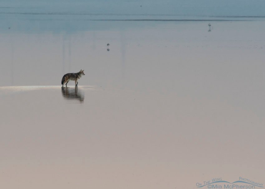 Coyote walking in the shallow water of the Great Salt Lake, Antelope Island State Park, Davis County, Utah