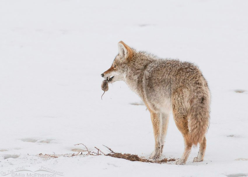 Coyote with a vole in its teeth, Antelope Island State Park, Davis County, Utah