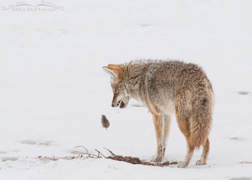 Coyote dropping a vole, Antelope Island State Park, Davis County, Utah