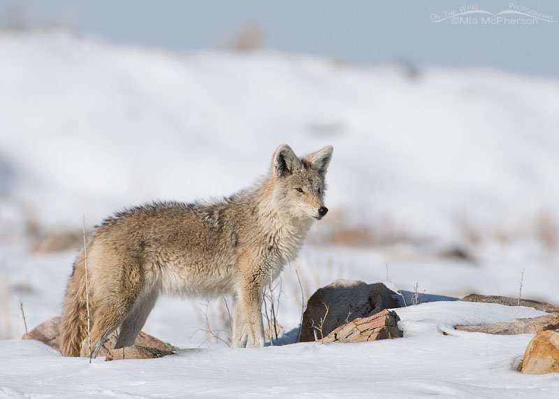 Coyote keeping a watchful eye on his mate