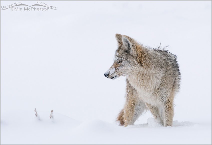 Coyote in a whiteout, Antelope Island State Park, Davis County, Utah