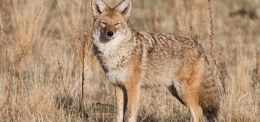 Coyote in its winter coat, Antelope Island State Park, Davis County, Utah