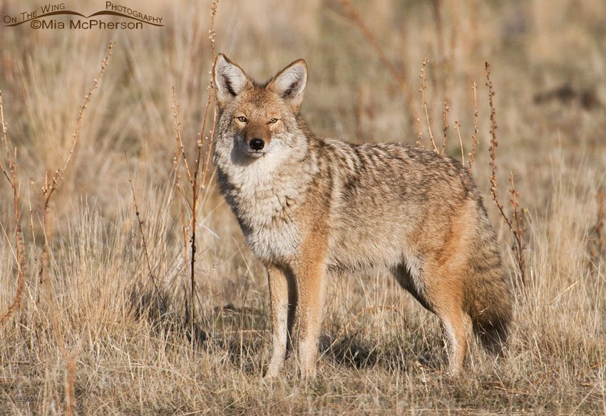 Coyote in its winter coat, Antelope Island State Park, Davis County, Utah
