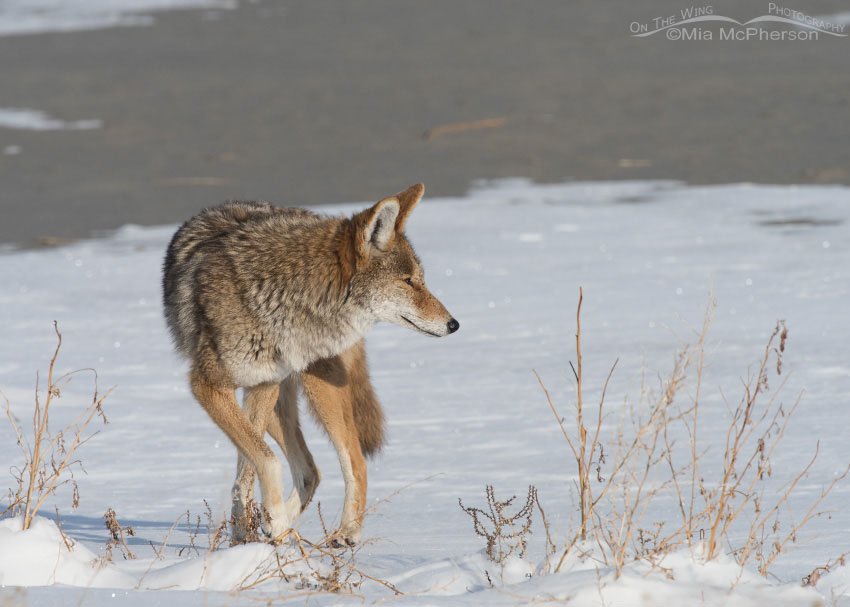 Coyote hunting near the Great Salt Lake, Antelope Island State Park, Davis County, Utah