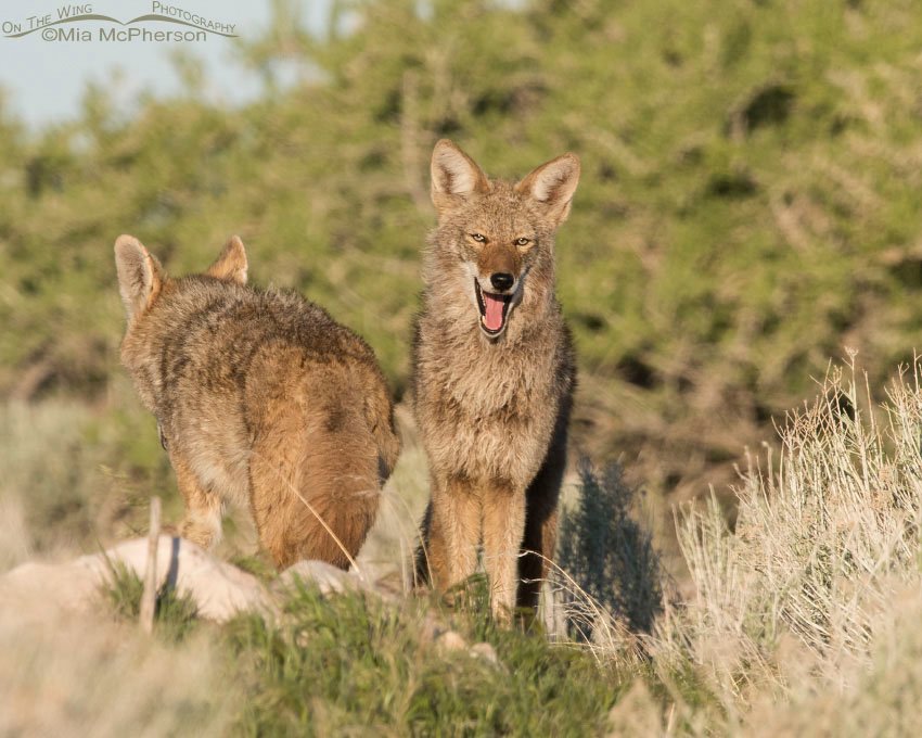 Yawning Coyote, Antelope Island State Park, Davis County, Utah