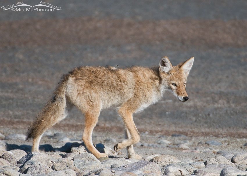 Coyote from the younger generation, Antelope Island State Park, Davis County, Utah