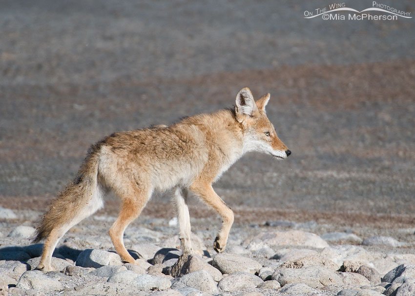 Young Coyote on the edge of the Great Salt Lake, Antelope Island State Park, Davis County, Utah