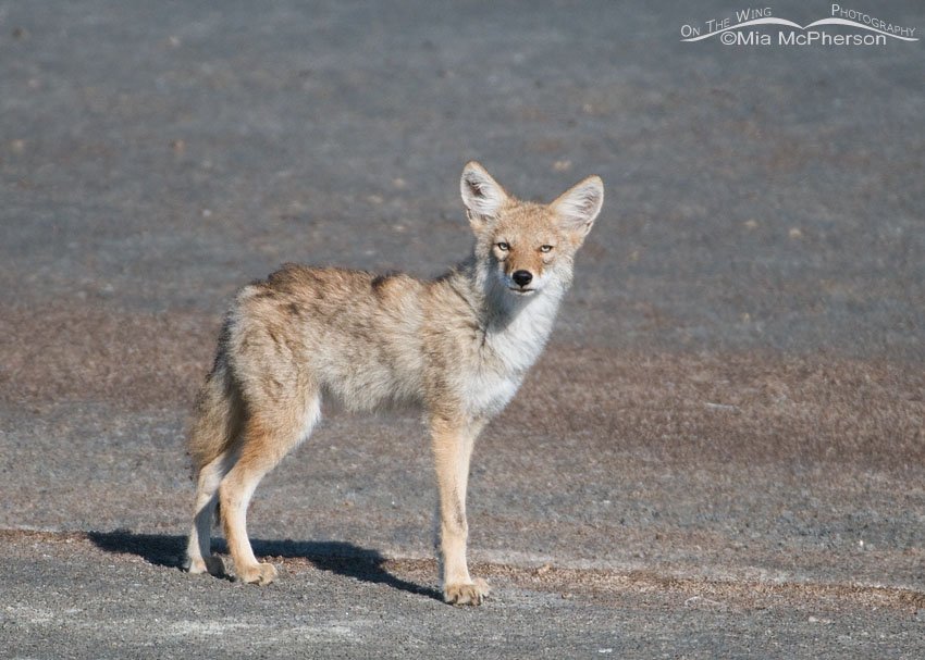 Young Coyote and its pale eyes, Antelope Island State Park, Davis County, Utah