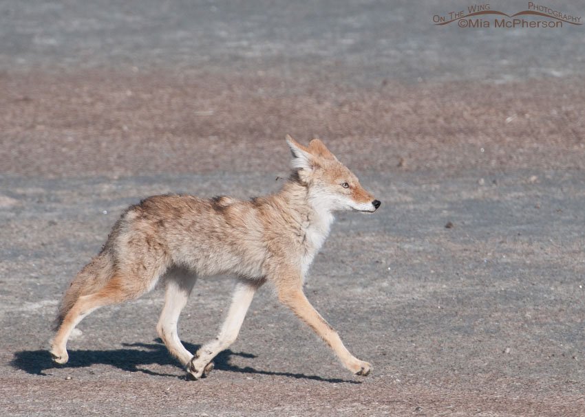 Young Coyote on the move, Antelope Island State Park, Davis County, Utah