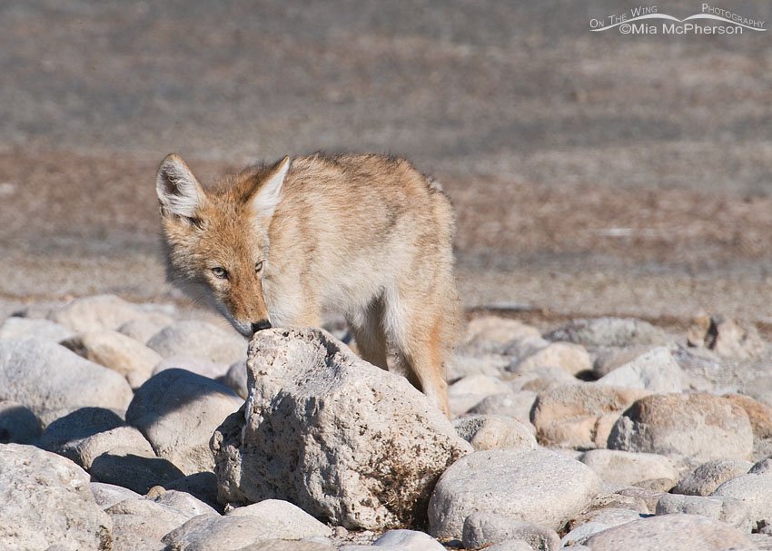 Young Coyote sniffing a boulder. Antelope Island State Park, Davis County, Utah