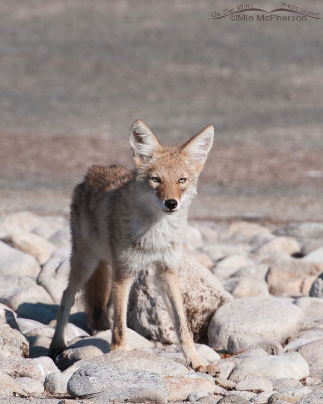 Curious young Coyote, Antelope Island State Park, Davis County, Utah