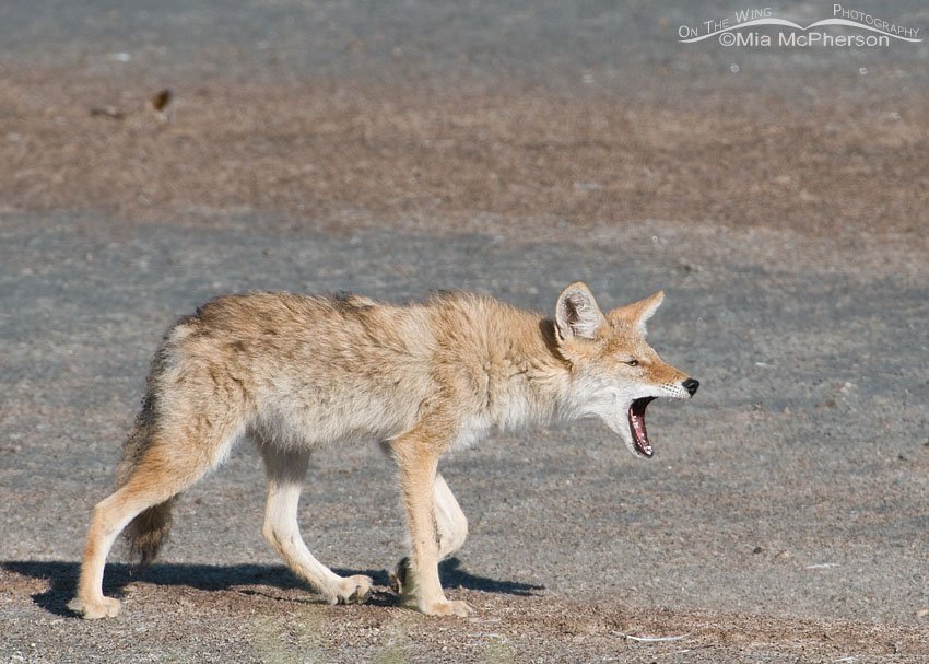 Yawning young Coyote, Antelope Island State Park, Davis County, Utah