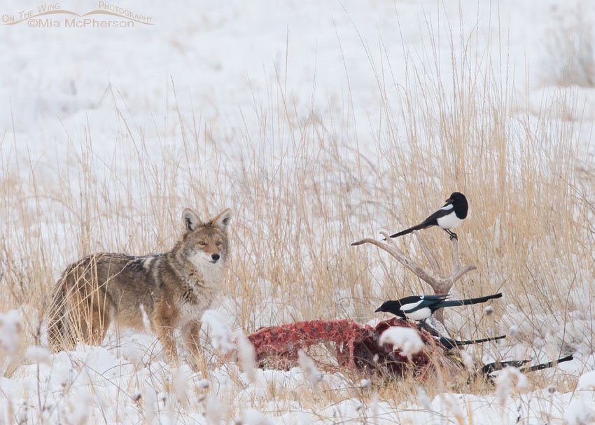 Magpies and a Coyote near a deer carcass, Antelope Island State Park, Davis County, Utah