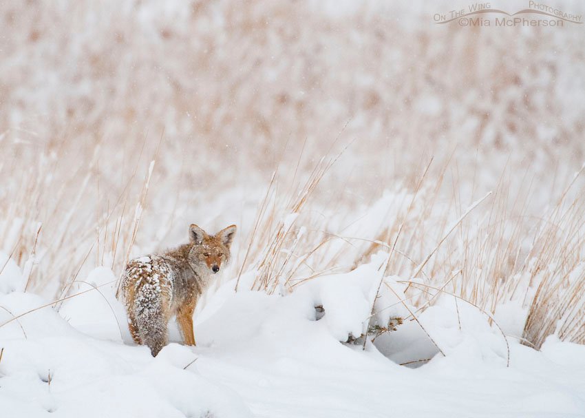 Coyote hunting in a November snow storm, Antelope Island State Park, Davis County, Utah