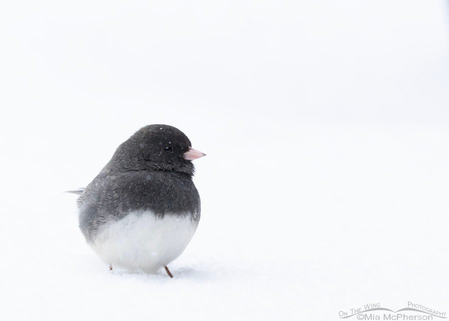 Male Slate-colored Dark-eyed Junco in a snowstorm, Sequoyah National Wildlife Refuge, Oklahoma