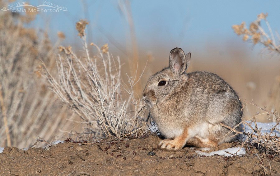 Mountain Cottontail on a snow-topped hill, Antelope Island State Park, Davis County, Utah