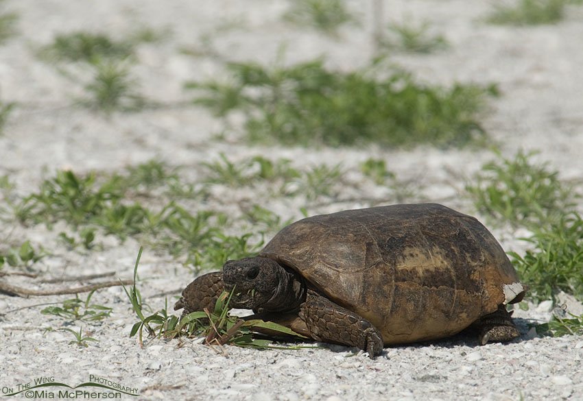 Adult Gopher Tortoise on Egmont Key, Egmont Key, Pinellas County, Florida