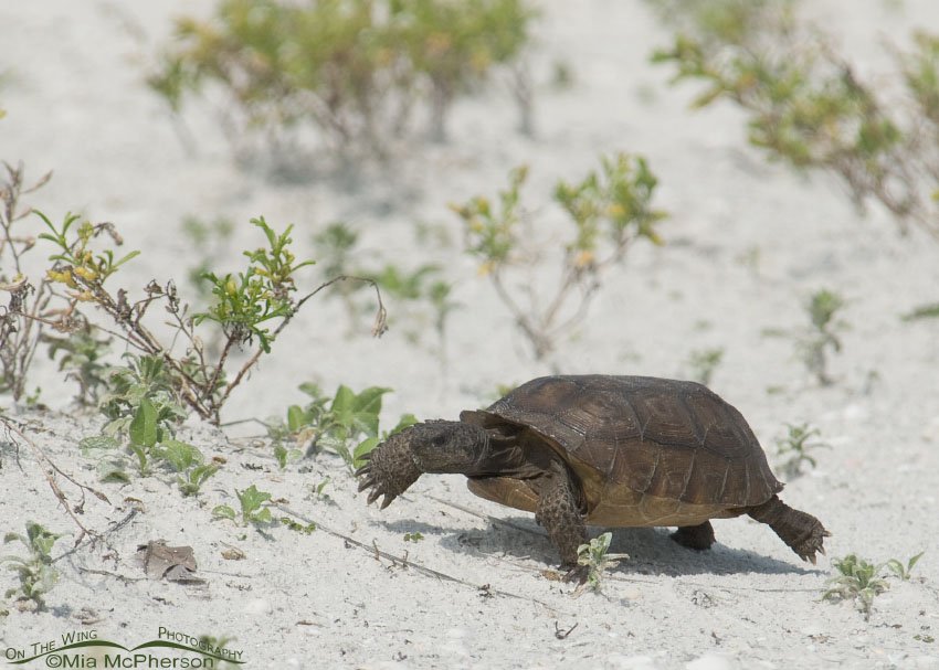 Gopher Tortoise on the go, Egmont Key, Pinellas County, Florida