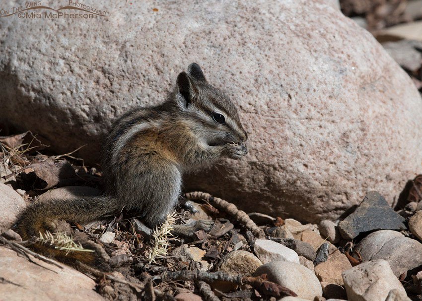 Least Chipmunk nibbling on seeds, East Canyon, Morgan County, Utah