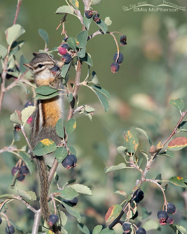 Least Chipmunk feasting on a ripe serviceberry, Wasatch Mountains, Summit County, Utah