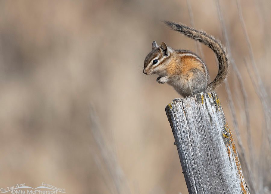 Least Chipmunk with its tail over its head, East Canyon, Wasatch Mountains, Morgan County, Utah