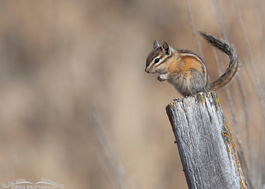 Least Chipmunk shaking its tail, East Canyon, Wasatch Mountains, Morgan County, Utah