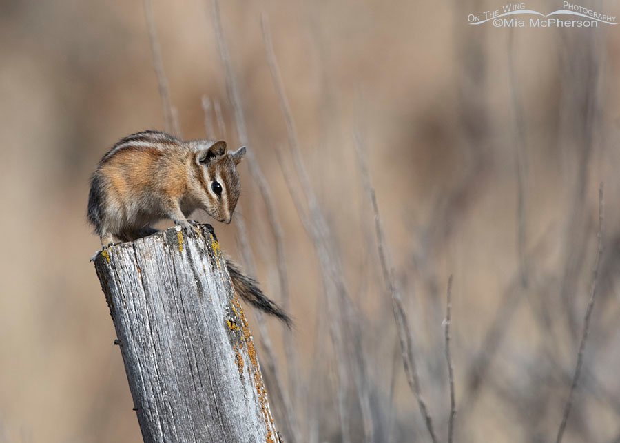 Least Chipmunk after grooming, East Canyon, Wasatch Mountains, Morgan County, Utah