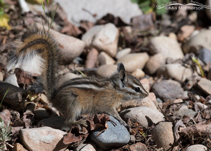 Least Chipmunk in leaf litter, East Canyon, Morgan County, Utah