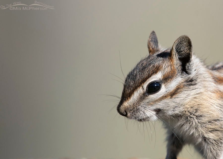Least Chipmunk portrait, Wasatch Mountains, Morgan County, Utah