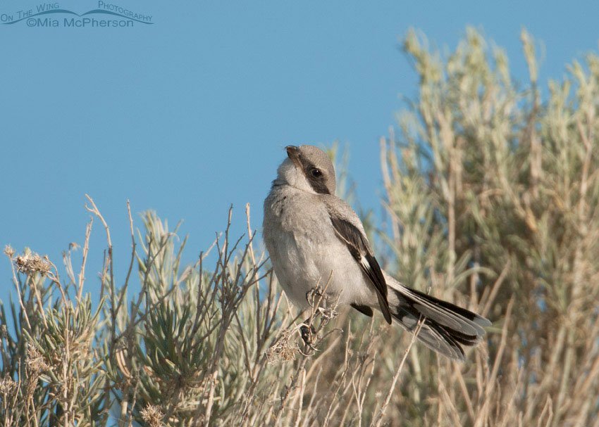 Juvenile Loggerhead Shrike with tilted head, Antelope Island State Park, Davis County, Utah