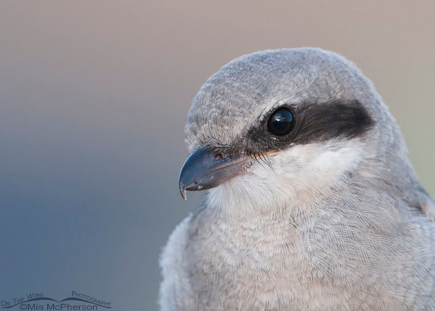 Serious looking juvenile Loggerhead Shrike, Antelope Island State Park, Davis County, Utah