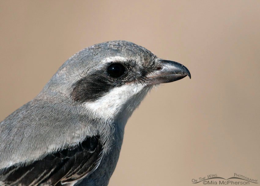 Loggerhead Shrike portrait August 2014, Antelope Island State Park, Davis County, Utah