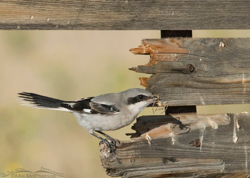 Loggerhead Shrike juvenile with a spider, Antelope Island State Park, Davis County, Utah