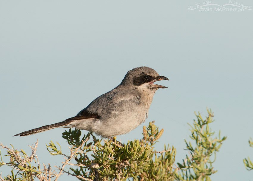 Messy adult Loggerhead Shrike calling, Antelope Island State Park, Davis County, Utah