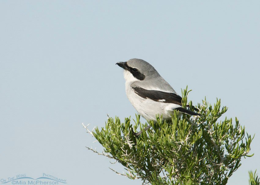 Coy looking Loggerhead Shrike, Antelope Island State Park, Davis County, Utah