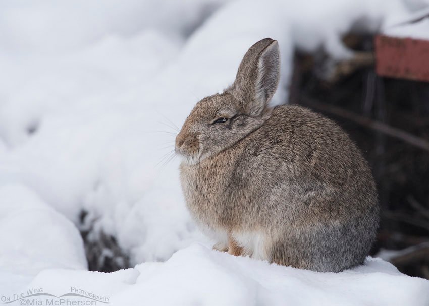 Mountain Cottontail on a snow drift on Antelope Island State Park, Davis County, Utah