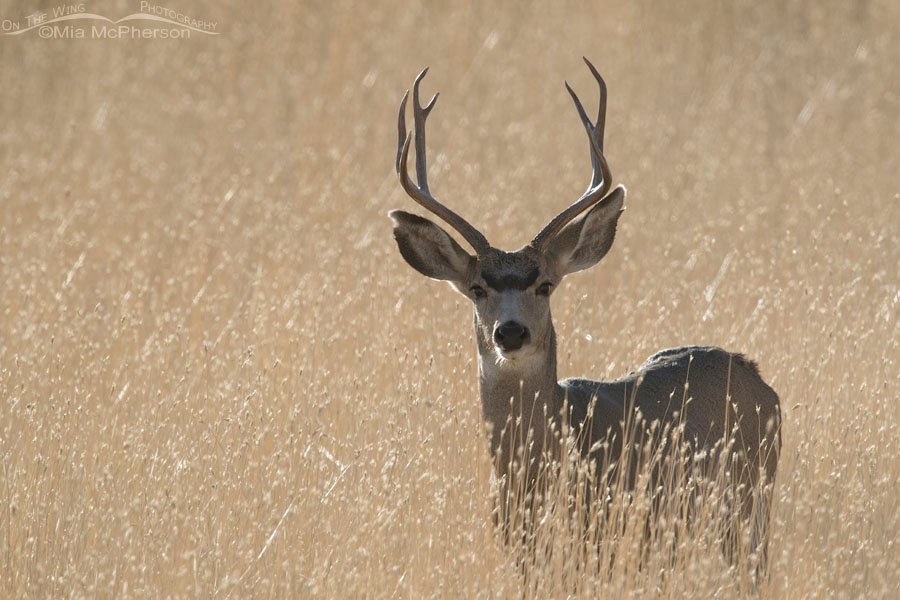 Back lit Mule Deer buck, Box Elder County, Utah
