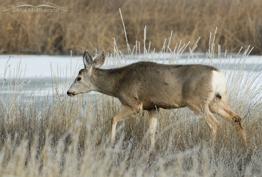 Mule Deer walking along the frozen Bear River, Bear River Migratory Bird Refuge, Box Elder County, Utah
