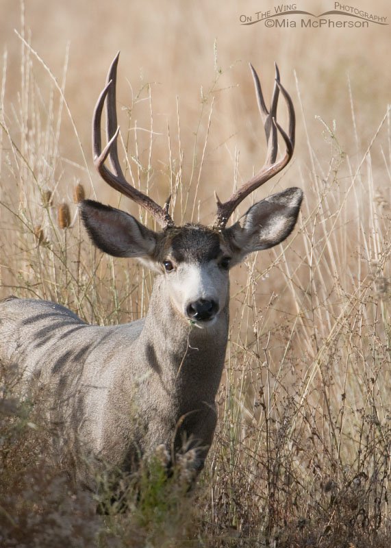 Autumn portrait of a Mule Deer buck, Farmington Bay WMA, Davis County, Utah
