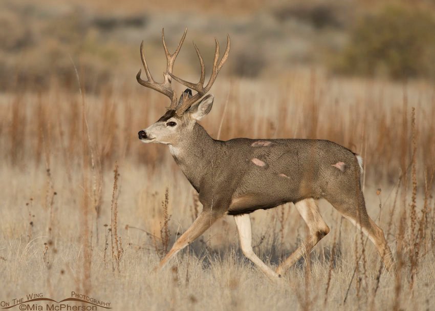 Mule Deer buck and his battle scars on Antelope Island State Park, Utah