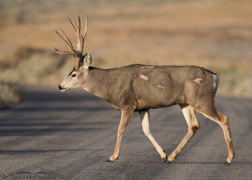 Battle scarred Mule Deer buck crossing a road on Antelope Island State Park, Utah