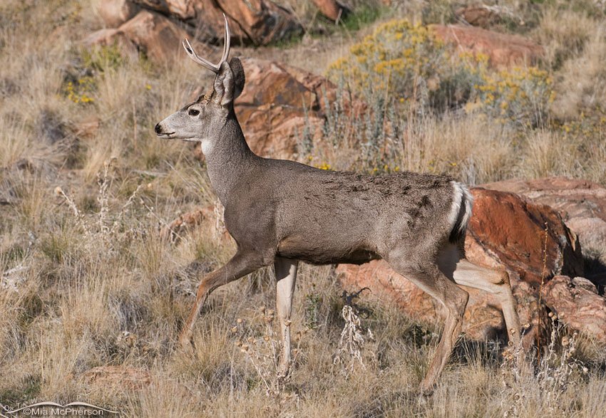 Young Mule Deer buck near Frary Peak on Antelope Island State Park, Utah