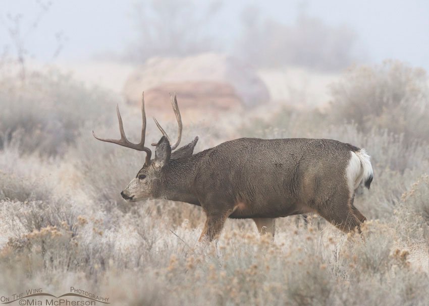 Foggy Mule Deer buck trailing after a doe on Antelope Island State Park, Utah