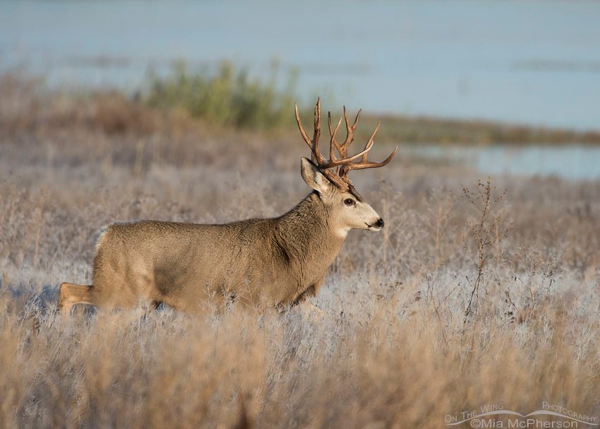 Mule Deer buck in a marsh at Bear River Migratory Bird Refuge, Box Elder County, Utah