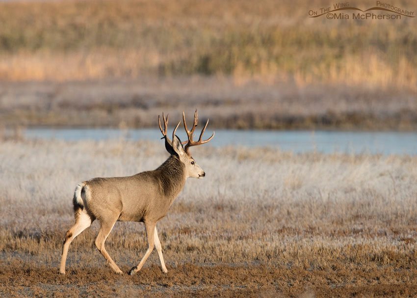 Bear River Migratory Bird Refuge Mule Deer buck, Bear River Migratory Bird Refuge, Box Elder County, Utah